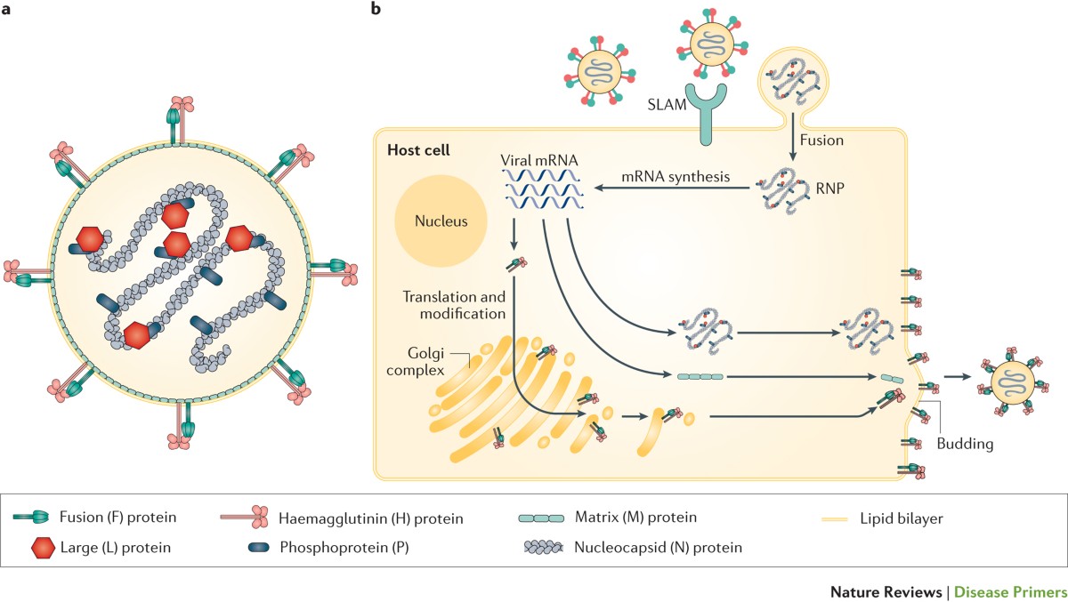 Measles: The Silent Invader