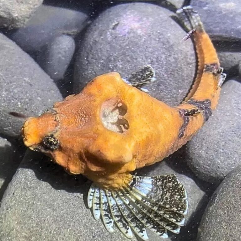 There’s a weird fish in Washington with a huge hole in its head. Scientists think they’ve figured out why